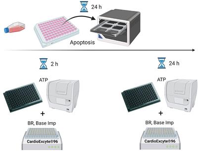 Cardiac Safety of Kinase Inhibitors – Improving Understanding and Prediction of Liabilities in Drug Discovery Using Human Stem Cell-Derived Models